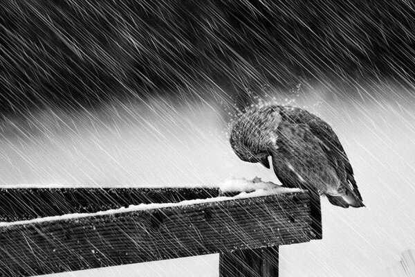 Ein Wintersturm hat einen kleinen Vogel überholt