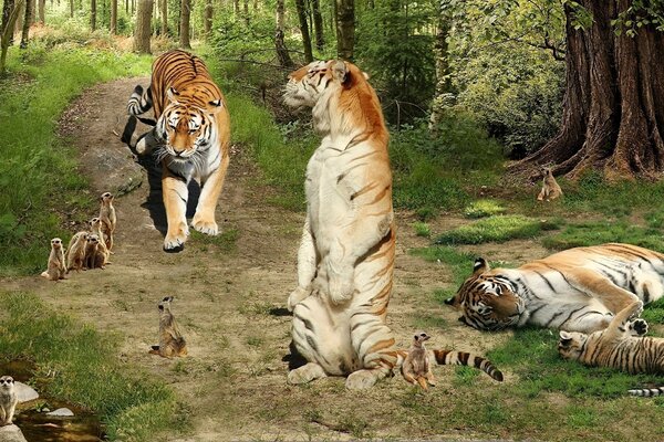 Beaucoup de tigres dans l image