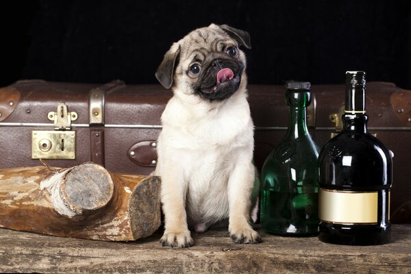 Un Pug divertido se sienta junto a un tronco y botellas