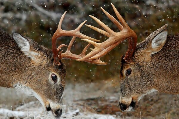 The battle of two horned deer