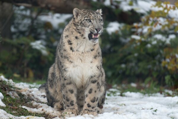 A wild leopard is sitting in the snow