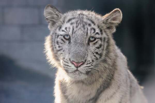 Cachorro de tigre, mirada cansada