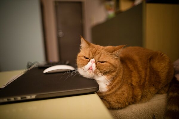 A fat cat sleeps on a laptop