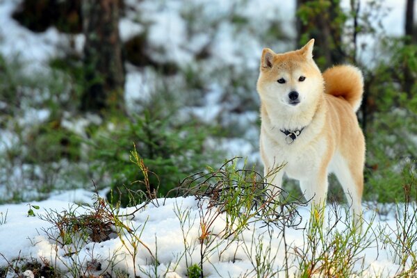 A dog in the field in winter