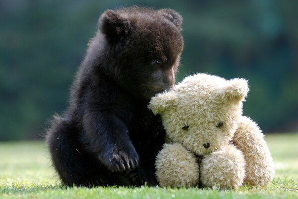 The bear cub is sitting with a teddy bear