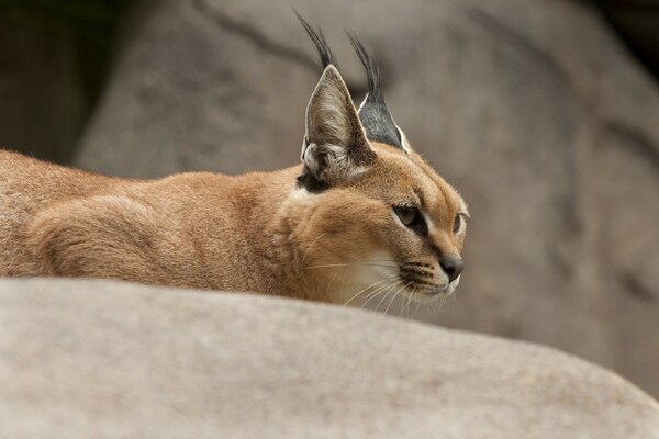 El lince estepario caza al animal