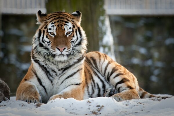 A big tiger cat lies in the snow in winter