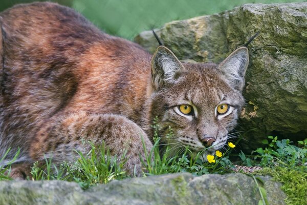 Lynx de chat sauvage dans la forêt sur des pierres avec des fleurs