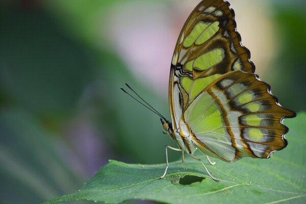 A butterfly sits on a green leaf