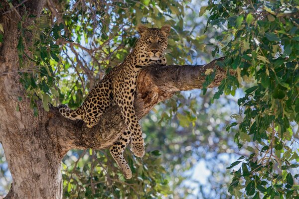 Wild cat resting on a tree