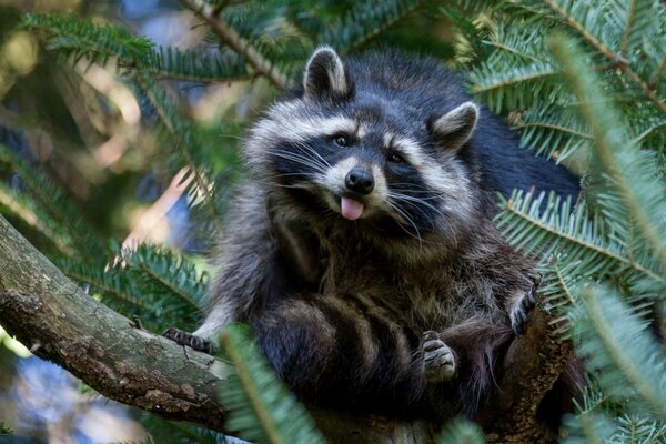 Waschbär sitzt auf einem Baum zeigt Zunge