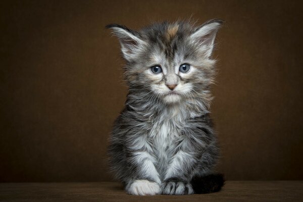 Cute fluffy kitten sitting