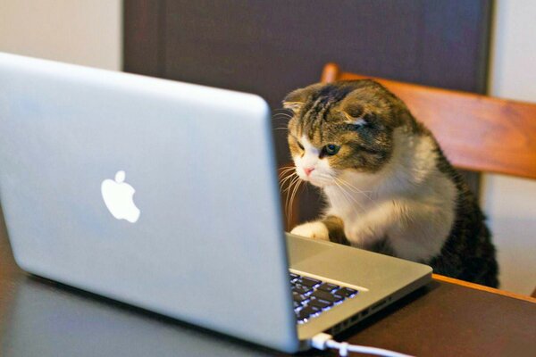 The kitten is working on a laptop