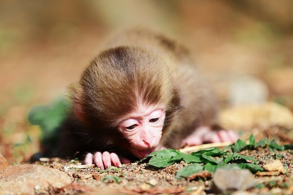 A small macaque looks at a leaf