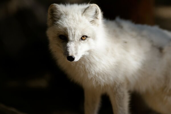 Polarfuchs auf dunklem Hintergrund