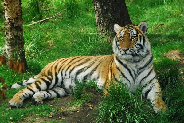 Tiger liegt im grünen Wald