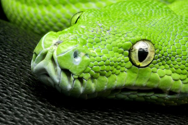 Serpiente verde con ojos verdes