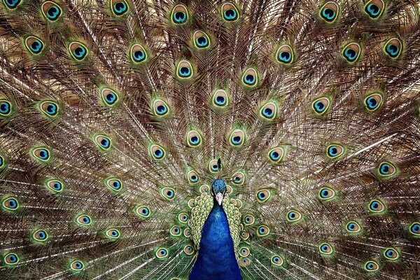 Peacock and his beautiful tail