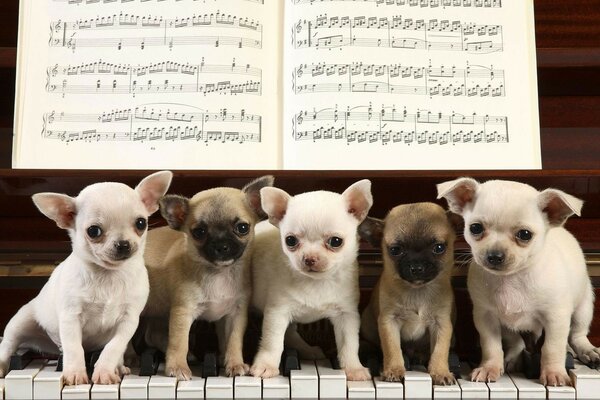 Los cachorros se sientan en el piano con notas