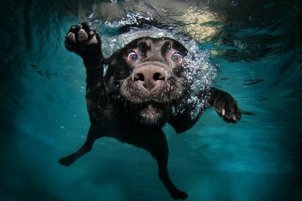 Chien flottant avec des bulles d eau