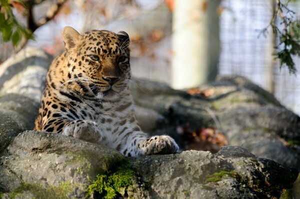 A wild cat is lying on a rock