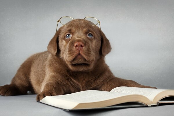 Labrador lit un livre à lunettes