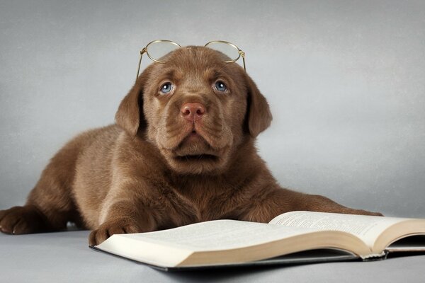 Labrador czyta książkę w okularach