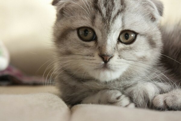 Chaton britannique gris à rayures