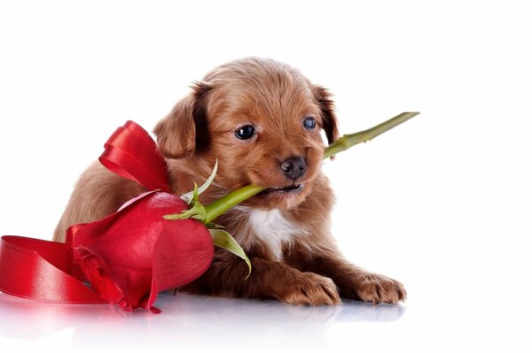 Cucciolo con rosa tra i denti, legato con un nastro