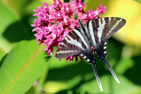 A beautiful spring flower with a butterfly