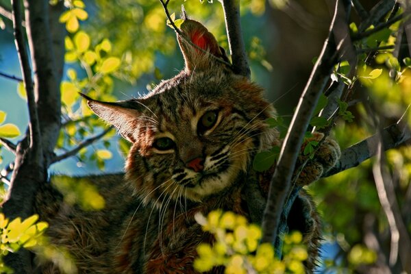 Luchs in den Strahlen der Liebe am Baum