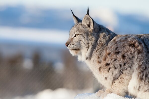 Wildkatze, rasse im Schnee