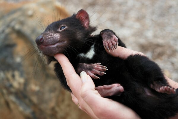 Diable noir dans les mains aimantes