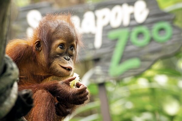 Monkey eats a banana at the zoo