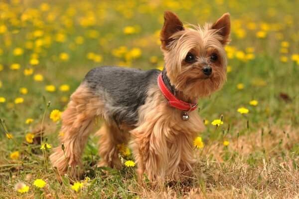 Yorkshire terrier z kwiatami