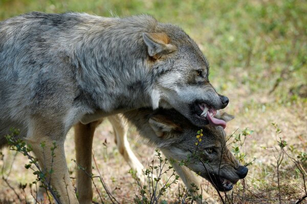 Angry and hungry wolves in the steppe