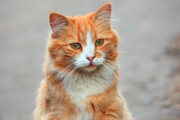 Gran peludo pelirroja gato