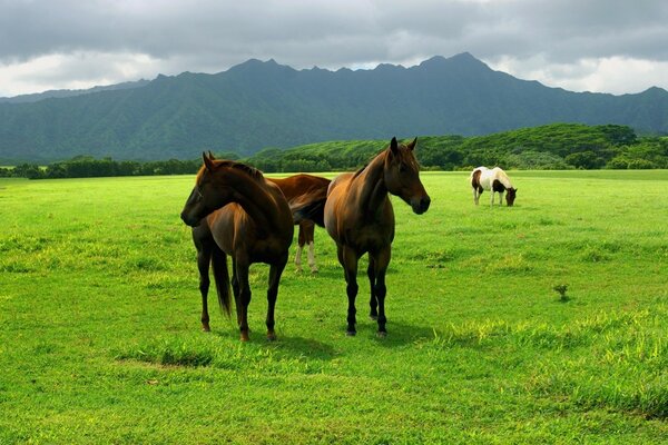 Hermosos caballos pastando en el campo