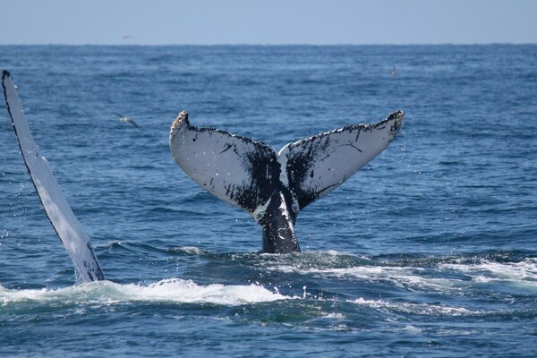 Unterwasserfische planschen am Meer