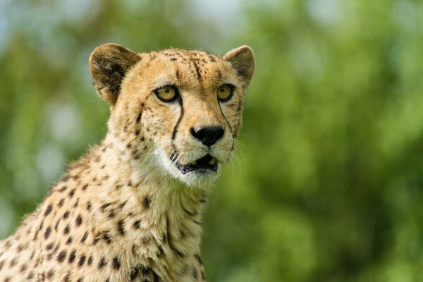 Cheetah looks into the distance with an open mouth