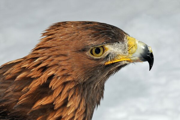 Bird of prey golden eagle, terrible beak