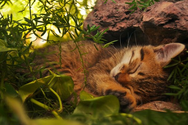 A red-haired tired cat sleeps in the forest