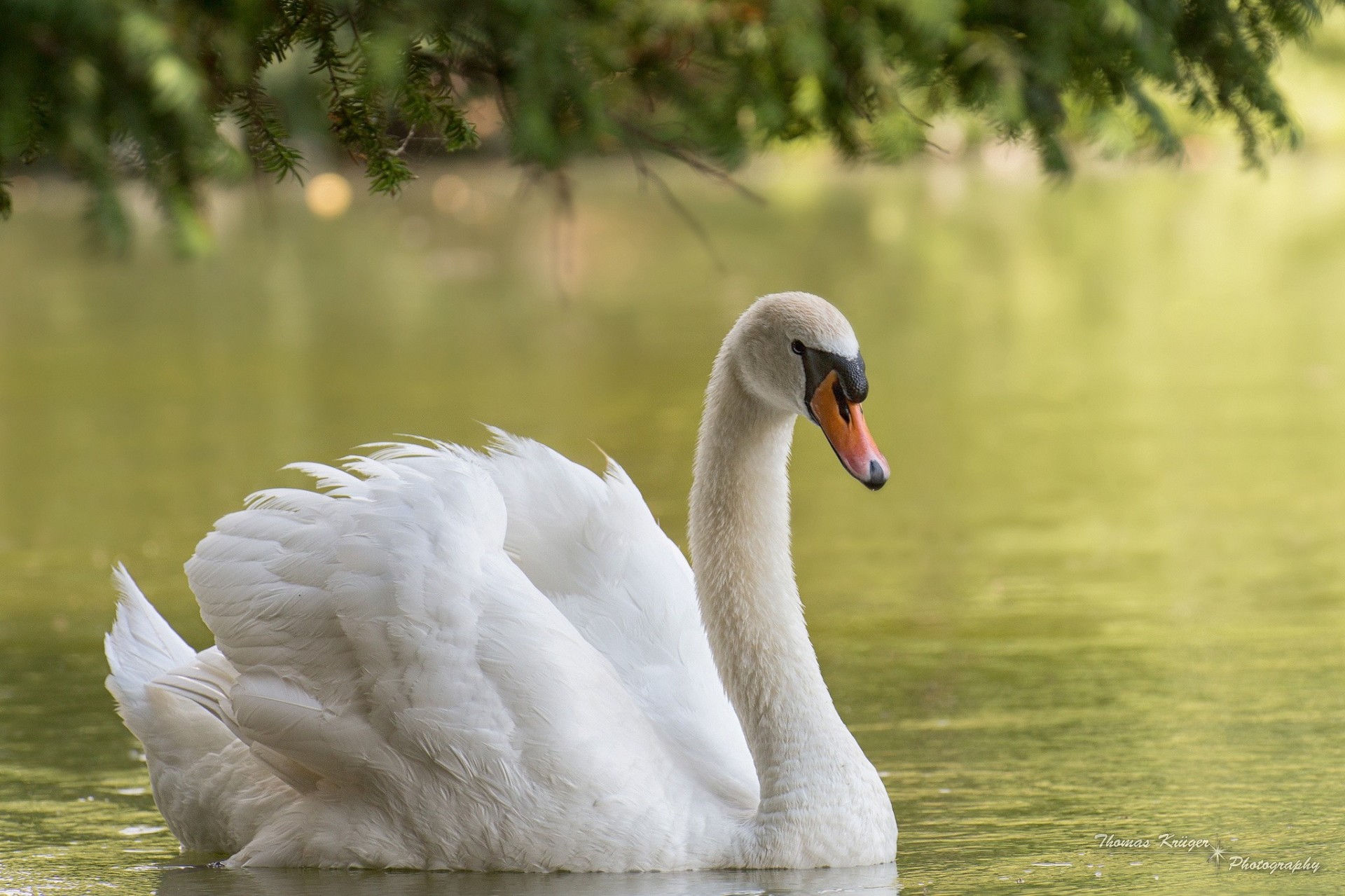 vögel wasser schwan