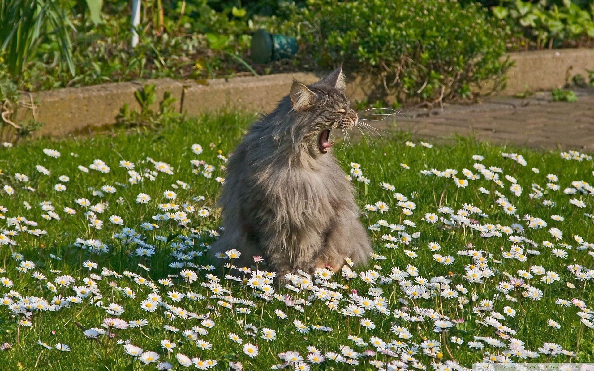 gatos animales