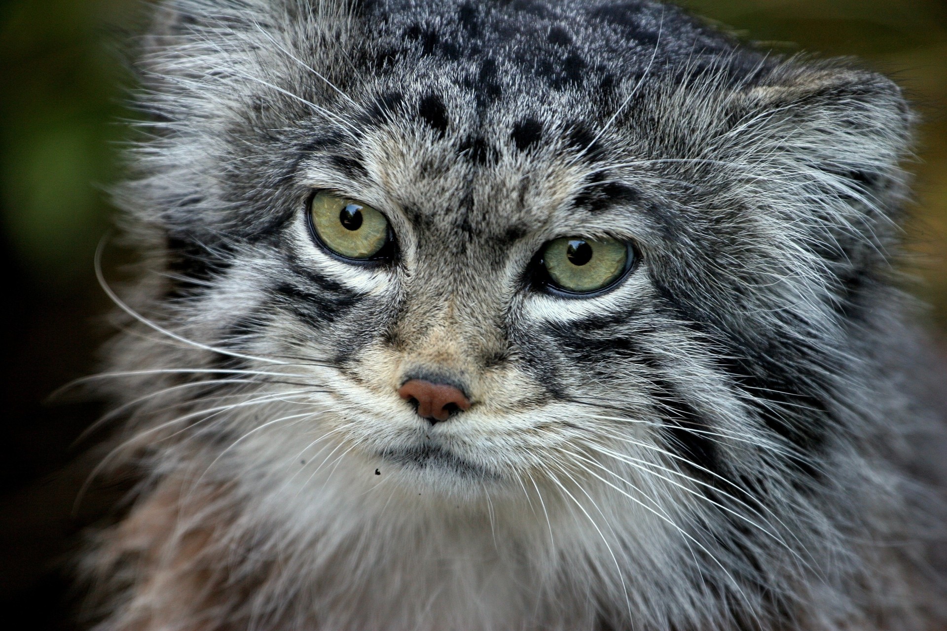 attenzione manul pelliccia lana denti