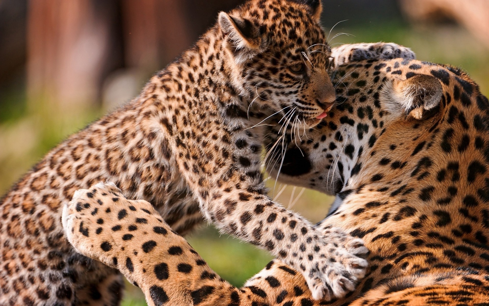 leopard junge sorgfalt paar