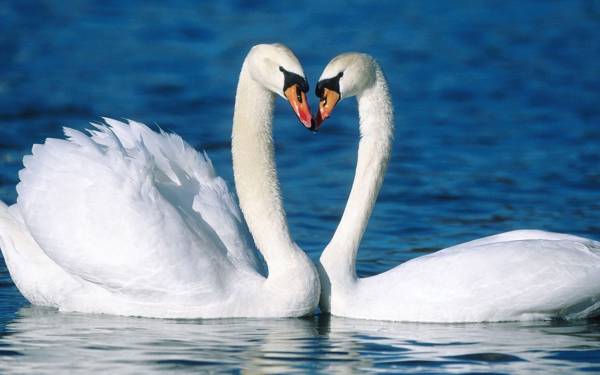 amor lealtad cisne encantador pareja pájaros