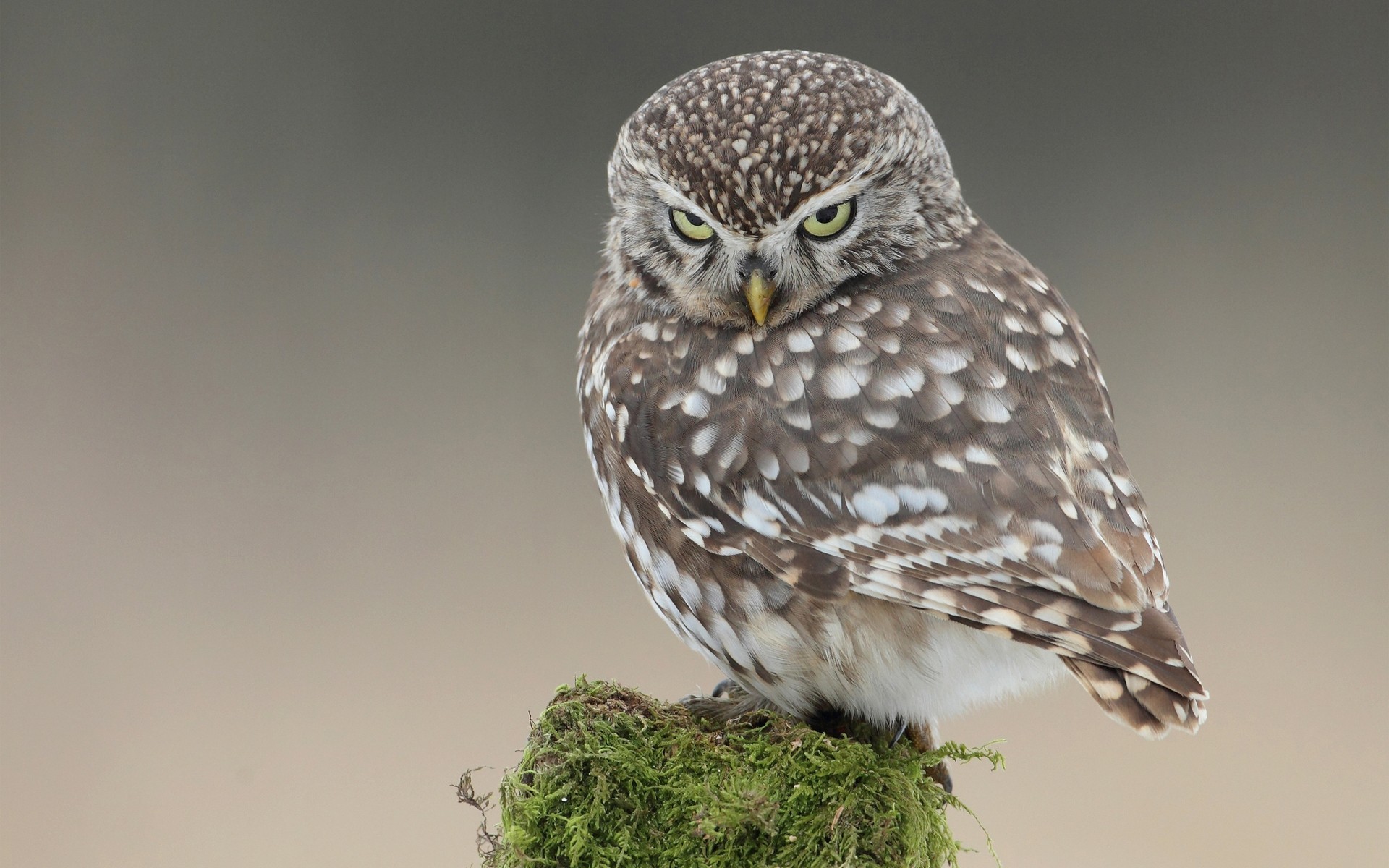 green eyes birds mood views owl