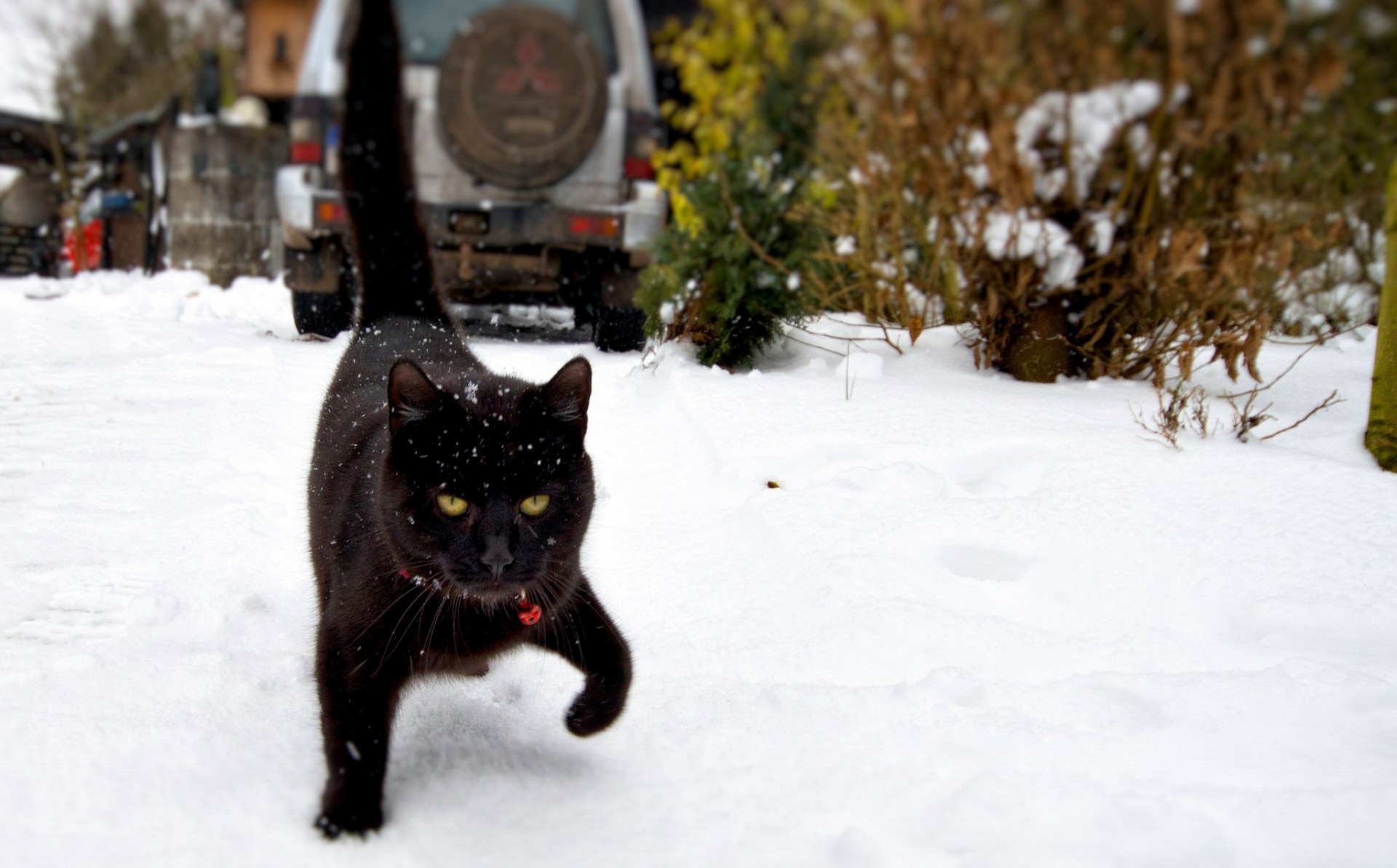 nero neve gatto