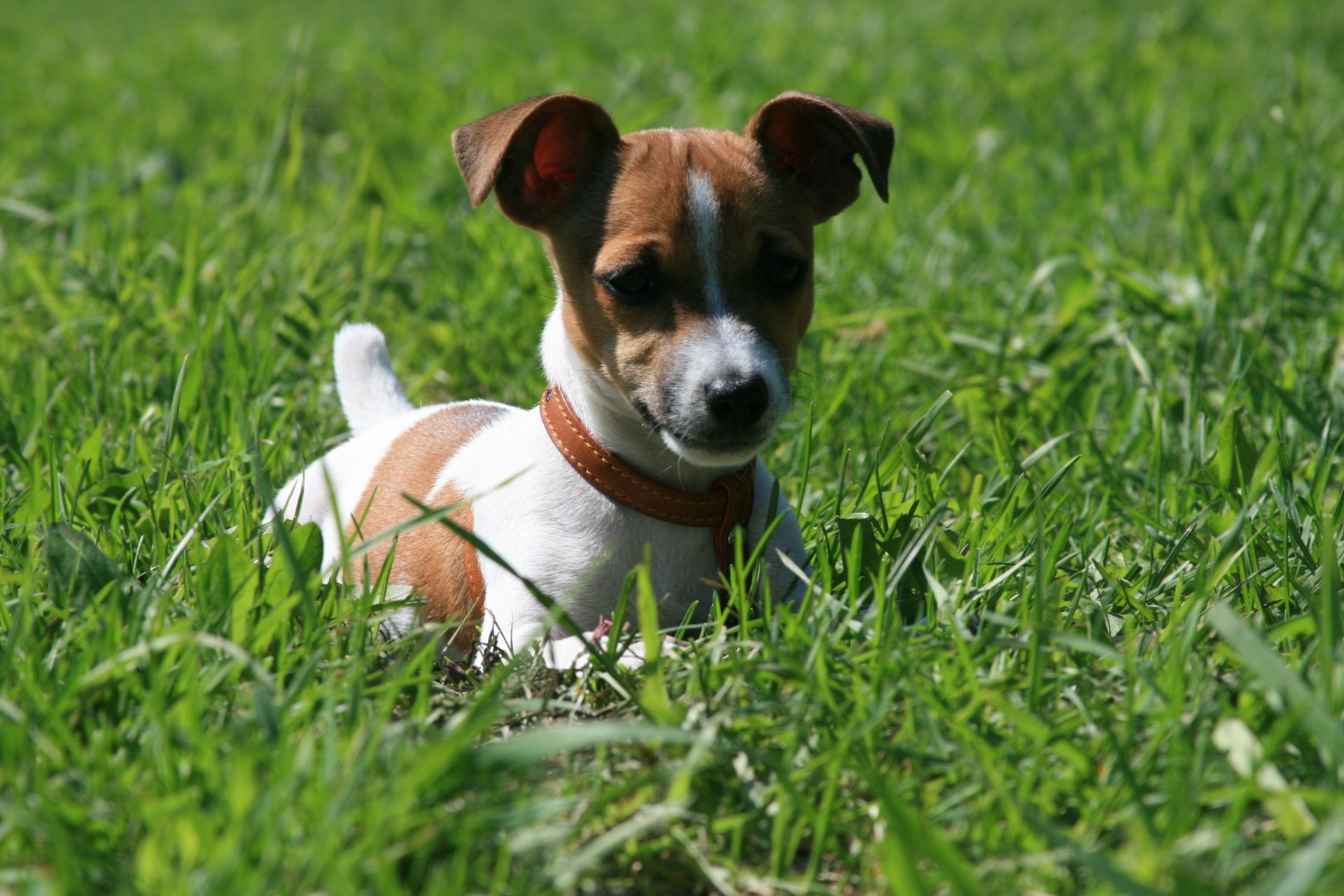 jack russell terrier herbe chiens promenade